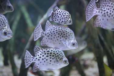 !tr_error=pl->wycieczka_fakultatywna_zagraniczna!, Wycieczka do Oceanarium w Stralsundzie